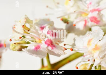 Gros plan sur les fleurs de l'arbre de châtaignier de cheval Aesculus hippocastanum sur blanc Banque D'Images