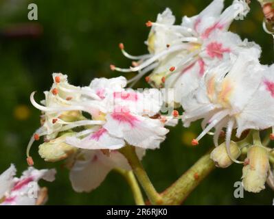 Gros plan sur les fleurs du châtaignier à cheval Aesculus hippocastanum Banque D'Images