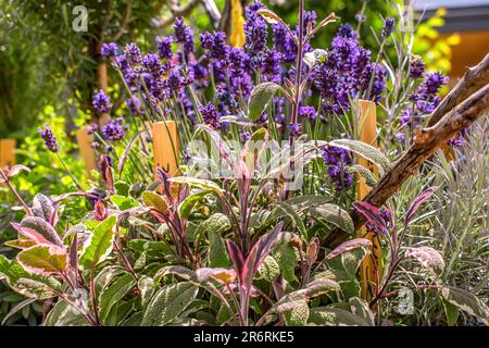 BADEN-WUERTTEMBERG : JARDIN BALINGEN - LAVANDE Banque D'Images