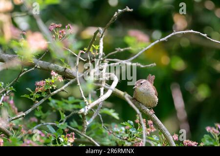 Wren Troglodytes x2, petit oiseau arrondi petit coked tial fine facture, finement barré dores rouges parties supérieures et buff dessous sur la branche début de l'été Banque D'Images