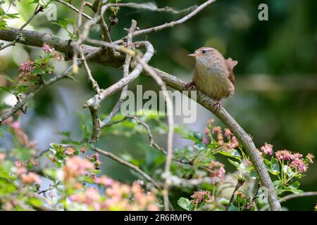 Wren Troglodytes x2, petit oiseau arrondi petit coked tial fine facture, finement barré dores rouges parties supérieures et buff dessous sur la branche début de l'été Banque D'Images