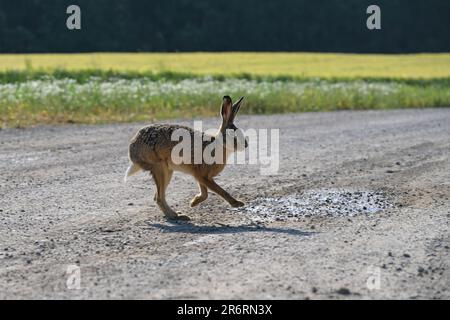 Lièvre (Lepus europaeus) passant sur une voie de campagne à côté d'un champ, faune et flore dans le paysage agricole, espace de copie, mise au point sélectionnée, flou de mouvement Banque D'Images