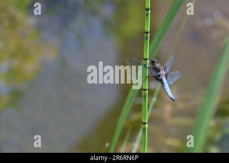 Libellule à tête large mâle (Libellula depressa) avec un abdomen bleu assis sur une tige de la queue d'eau dans l'étang, espace de copie, foyers sélectionnés Banque D'Images