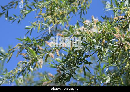 Saule blanc (Salix alba) au milieu de l'été avec des graines mûres incrustées de poils laineux soyeux, ce qui facilite le vol et la dispersion dans le vent, ciel bleu, selec Banque D'Images