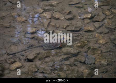 Une tortue à ventre rouge dans un ruisseau de Pennsylvanie Banque D'Images