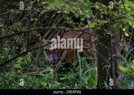 Doe à queue blanche dans une forêt de Pennsylvanie Banque D'Images