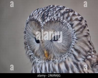 Portrait Oural Owl Banque D'Images
