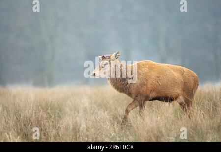 Gros plan d'un cerf de Virginie ayant récemment versé ses bois, au Royaume-Uni. Banque D'Images