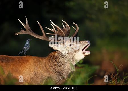 Gros plan d'un cerf de Virginie avec une patte de chasse assise sur le dos, automne au Royaume-Uni. Banque D'Images