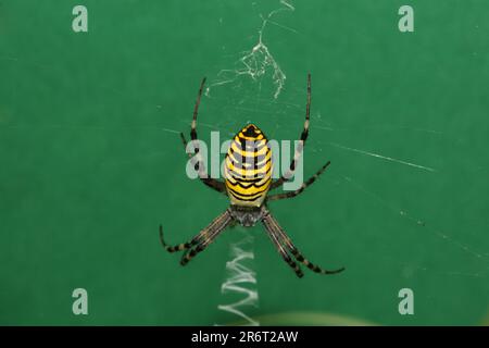 Araignée de guêpe dans le filet araignée de jardin noire et jaune dans le filet Argiope bruennichii Banque D'Images