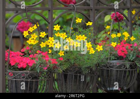 Plusieurs fleurs d'été en pots Banque D'Images