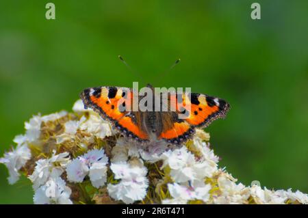 Papillon : petit renard (Aglais urticaire) Banque D'Images