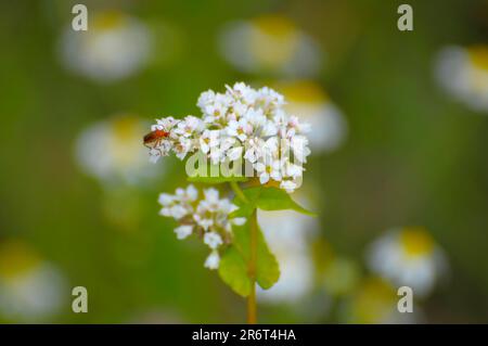 Floraison de sarrasin commun (Fagopyrum esculentum) Banque D'Images