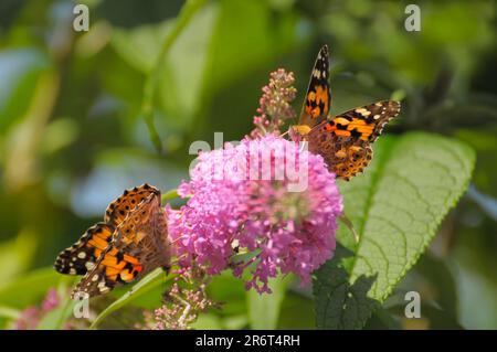 Papillon : deux lady peintes (Vanessa cardui) sur le buisson de papillon, le lilas d'été, le buisson de papillon ou le papillon de chardon de lilas Banque D'Images