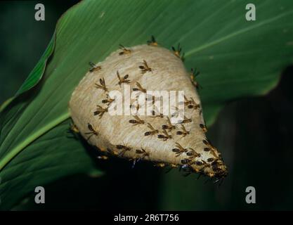 Wasps'Nest à Trinité-et-Tobago Banque D'Images