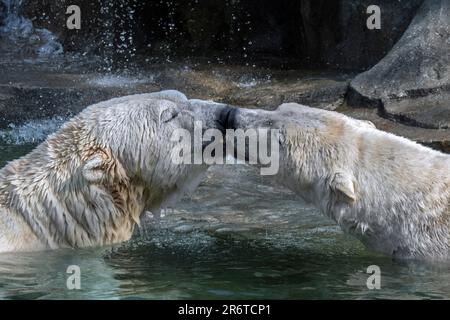 Deux ours polaires en captivité (Ursus maritimus) s'embrassant dans l'eau de la piscine au zoo par une chaude journée en été Banque D'Images