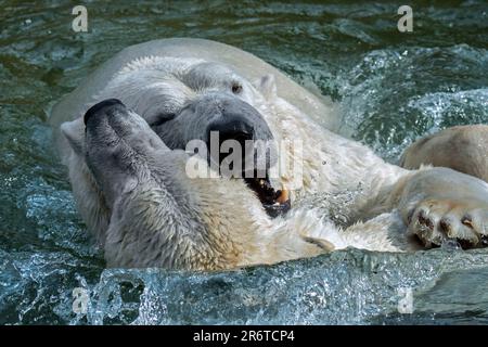 Deux ours polaires (Ursus maritimus) combats de jeu / jouer à la lutte dans l'eau de la piscine au zoo lors d'une journée chaude en été Banque D'Images