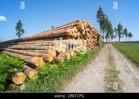 Déforestation montrant une énorme pile de bois de troncs d'arbres dans la forêt de conifères à coupe nette avec quelques pins restants, Vlessart, Ardennes belges, Belgique Banque D'Images