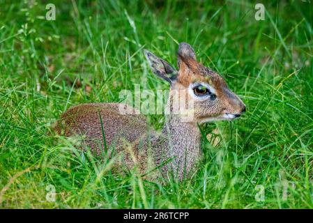 Petite antilope de KIRK (Madoqua kirkii), femelle, originaire d'Afrique de l'est, reposant dans les prairies Banque D'Images