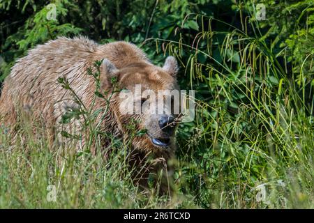 Ours brun européen (Ursus arctos) en cours de cueillette dans le sous-broussailles au bord de la forêt en été Banque D'Images