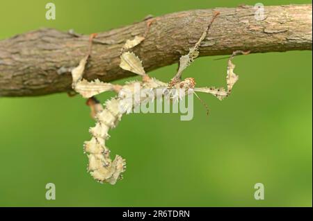 Bâton de marche, insecte de bâton de Maclaey, insecte de bâton de Spiney, insecte de bâton de Prickly géant (Extatosoma tiaratum) Banque D'Images