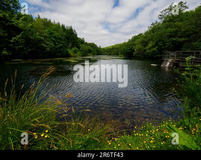 Otterhead Lakes, une réserve naturelle située sur le site d'un ancien domaine victorien. 2 lacs/réservoirs appartenant à Wessex Water, Somerset, Royaume-Uni Banque D'Images