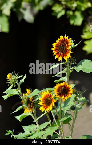 Tournesol (Helianthus annuus), anneau de feu, marbré rouge-jaune Banque D'Images