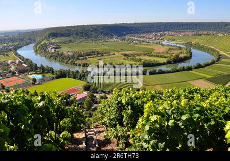 Terrasses de vignobles, vignobles, champs, prairies, pente raide, rivière : Neckar, boucle Neckar, sentier de randonnée à vin et à fruits près de Mundelsheim Banque D'Images