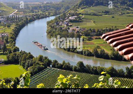 Terrasses de vignobles, vignobles, champs, prairies, pente raide, rivière : Neckar, boucle Neckar, sentier de randonnée à vin et à fruits près de Mundelsheim Banque D'Images