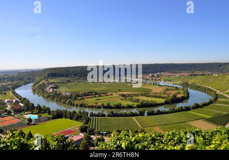 Neckar, boucle Neckar près de Mundelsheim, vignobles, pente raide, rivière : Neckar, boucle Neckar, Sentier de randonnée à vin et à fruits près de Mundelsheim Banque D'Images