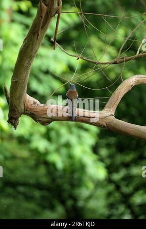 le chaffinch retourné se trouve sur une branche Banque D'Images