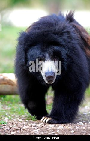 Ours cloth (Melursus ursinus), homme (Ursus ursinus) Banque D'Images