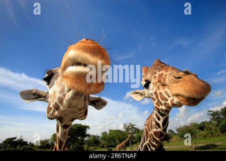 Girafes réticulées (Giraffa camelocardalis reticulata) Banque D'Images