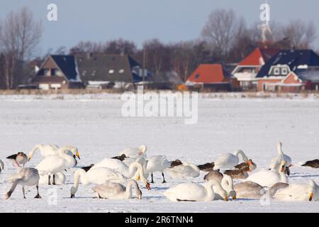 Cygnus (Cygnus cygnus), cygnes muets (Cygnus olor) et bernaches graylag (Anser anser), Schleswig-Holstein, Mute Swan, Allemagne Banque D'Images