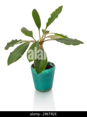 Pot de fleurs en terre cuite vert isolé sur fond blanc Banque D'Images