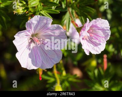 Les fleurs blanches à rayures roses de la couverture de terre endurci vivace et rayé cranesbill, Geranium sanguineum var. striatum Banque D'Images