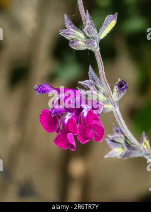 Fleurs dans la pointe de l'arbuste secondaire semi-robuste, Salvia 'Amethyst Lips' Banque D'Images