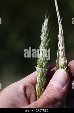 Le temps saisonnier, la vague de chaleur se poursuit en Suède. Sur la photo: Jeune récolte, sur le grain normal gauche et sur le grain droit affecté par la sécheresse. Banque D'Images