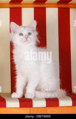 Chat forestier sibérien, chaton, 3 mois, blanc Banque D'Images