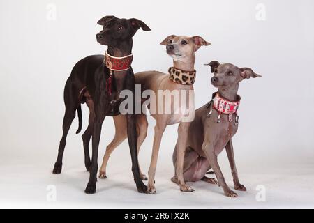 Collier Greyhound italien, Piccolo Levriero Italiano, collier, collier Greyhound Banque D'Images