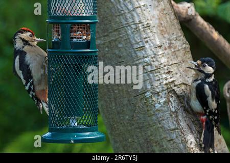Édimbourg, Écosse, Royaume-Uni. 11 juin 2023. Femme adulte et jeune avec la tête rouge Grands pics à pois au nourrisseur de jardin. Les deux oiseaux ne sont pas de la même famille et sont exceptionnellement tolérants les uns les autres car il y a beaucoup de squabbles quotidiens observés entre les différentes paires locales et leurs frères et sœurs lorsqu'ils visitent les mangeoires en même temps. Bien que les arachides soient visibles dans le chargeur, leur nourriture préférée actuelle est des boules de graisse de qualité supérieure qui sont à l'arrière du chargeur. Crédit : Arch White/alamy Live News. Banque D'Images