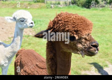Alpacas marron et blanc Banque D'Images
