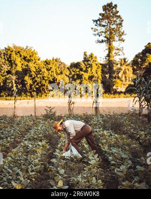 Un fermier cubain récolte diligemment des feuilles de tabac, leur expertise évidente à chaque contact prudent. Un travail d'amour qui préserve le riche patrimoine et Banque D'Images