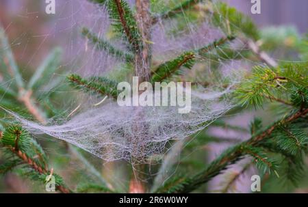 Image rapprochée d'une toile tissée à l'aide de fils flous dans les branches d'un arbre Banque D'Images