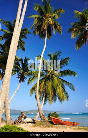 Côte avec palmiers, Las Galeras, Samana, République dominicaine Banque D'Images