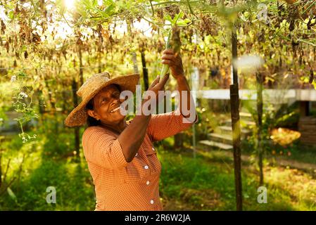 Une agricultrice indienne âgée sourit de cueillir ses courgettes. Femme sri lankaise senior dans sa ferme montrant un long légume vert mûr Banque D'Images