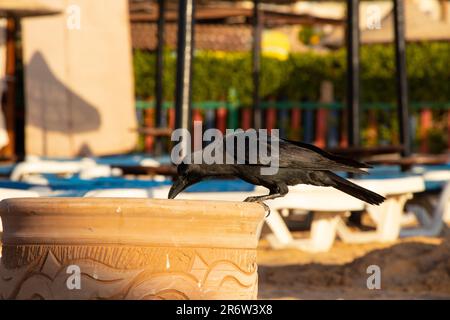 des corneilles sur la plage se balançent dans la poubelle en égypte Banque D'Images