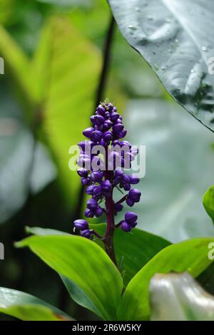 Un gros plan de Dichorisandra thyrsiflora, gingembre bleu. Banque D'Images