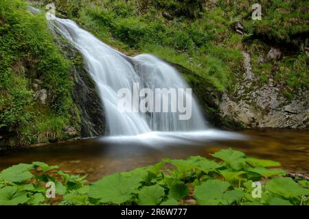 Lierbach, chutes d'eau de la Toussaint, Forêt Noire, Bade-Wurtemberg, Grindenbach, Tous les Saints Waterfall, Allemagne Banque D'Images