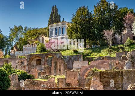 Jacaranda arbres en fleur près des pavillons sur le côté nord du Mont Palatin, Rome, Italie Banque D'Images